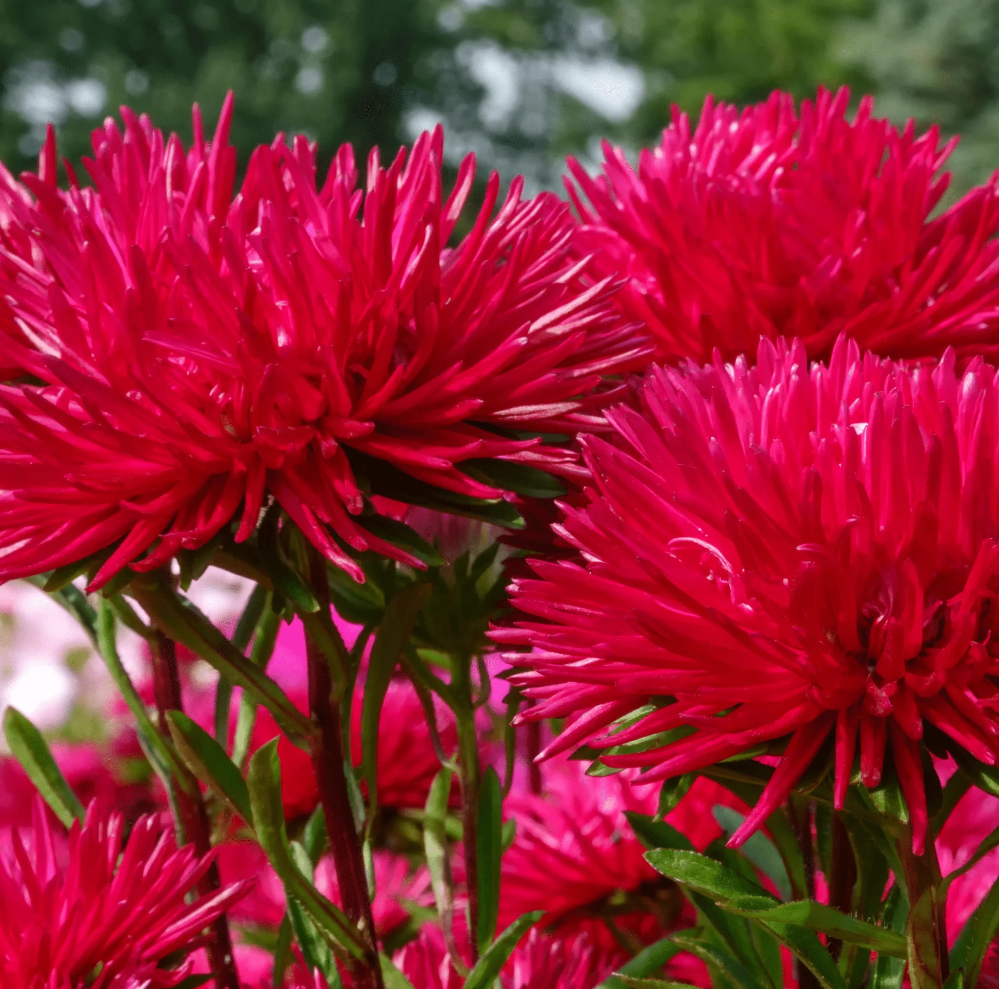 Dark Pink Aster Callistephus Flower Seeds for Planting Seasonal Bloomer Heirloom & GMO Free Seeds for Home Garden
Sale
