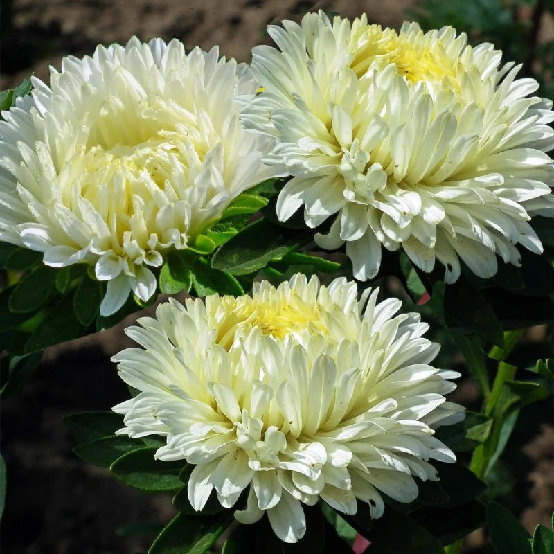 White Green China Aster Flower Seeds for Planting Garden Favorite Heirloom & GMO Free Seeds for Home Garden
Sale