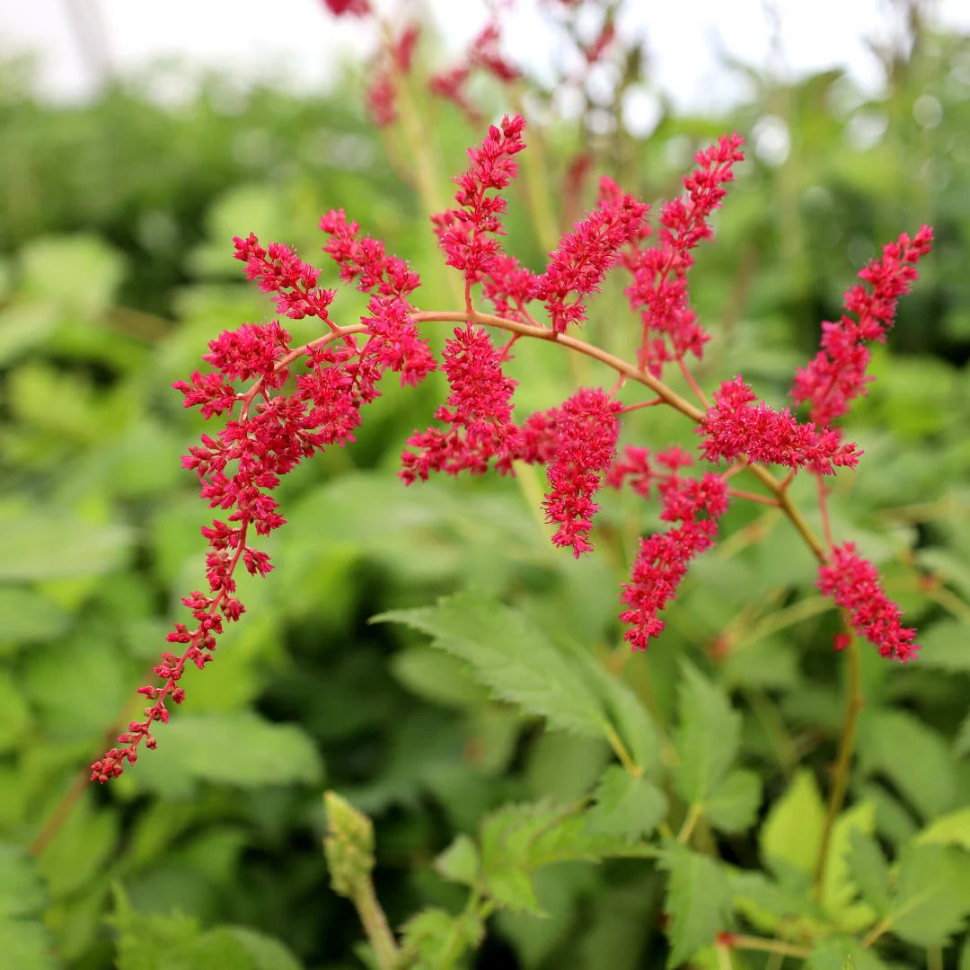 Red Astilbe Flower Seeds for Planting Perfect for Borders Heirloom & GMO Free Seeds for Home Garden
Sale