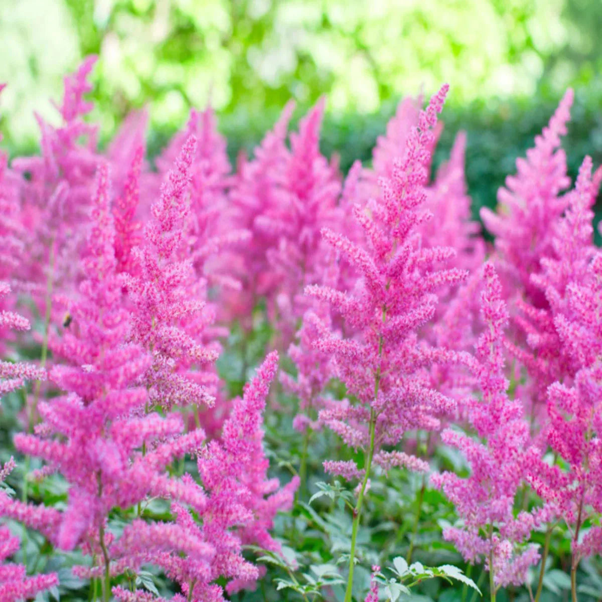 Astilbe flower seeds for planting elegant plume blooms