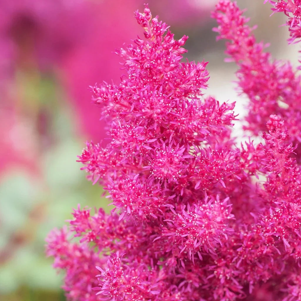 Astilbe seeds thriving in partial shade