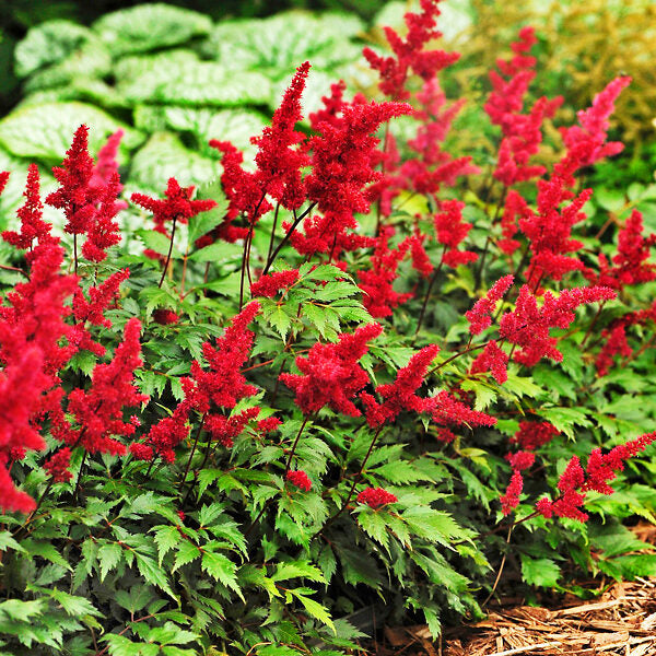 Astilbe Red Flower Seeds for Planting – Vibrant Garden Blooms