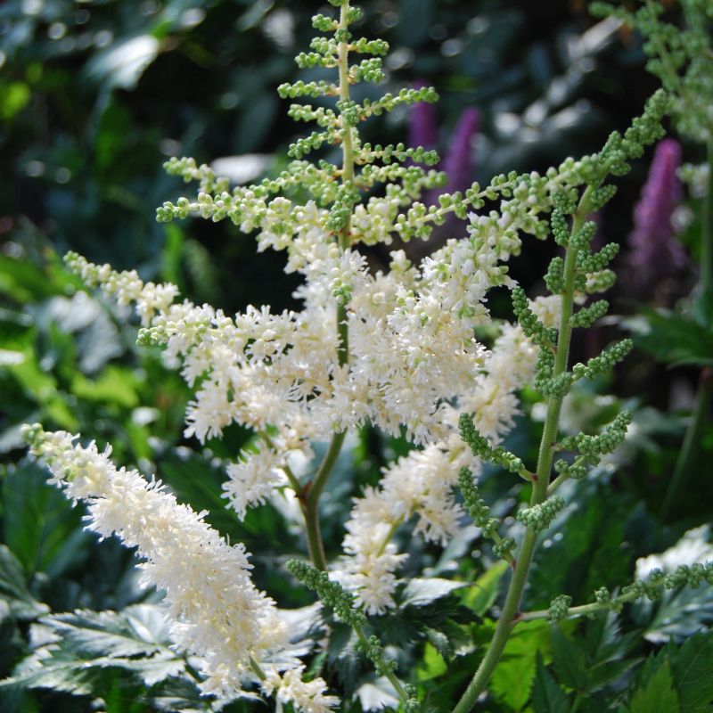 White Astilbe Perennial Flower Seeds for Planting Colorful Display Heirloom & GMO Free Seeds for Home Garden
Sale