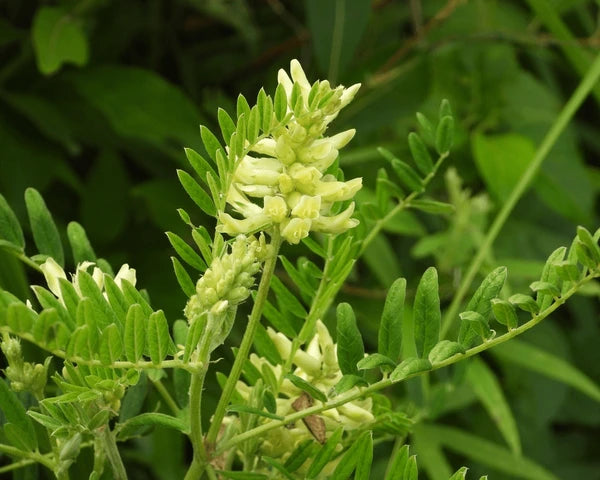 Yellow Astragalus Flower seeds for Planting - Cut Flower Favorite, Heirloom & GMO Free Seeds for Home Garden