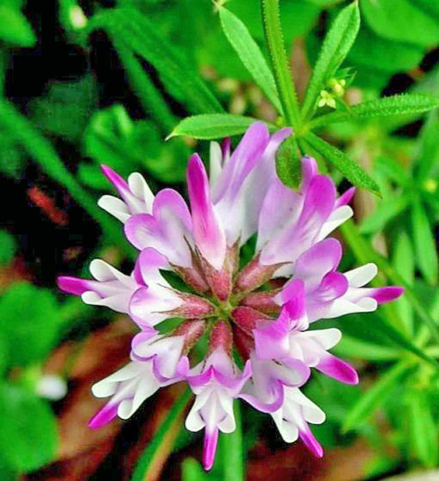 Pink Astragalus Sinicus Flower seeds for Planting - Wildflower Mix, Heirloom & GMO Free Seeds for Home Garden