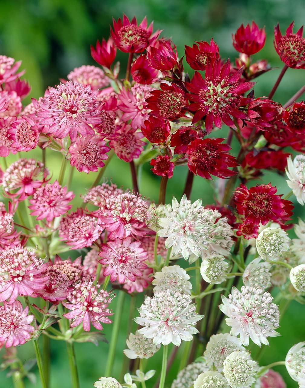 Astrantia Flowers Used in Floral Arrangements