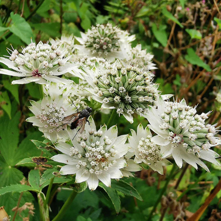 Mixed Astrantia Flower seeds for Planting - Shade Tolerant, Heirloom & GMO Free Seeds for Home Garden