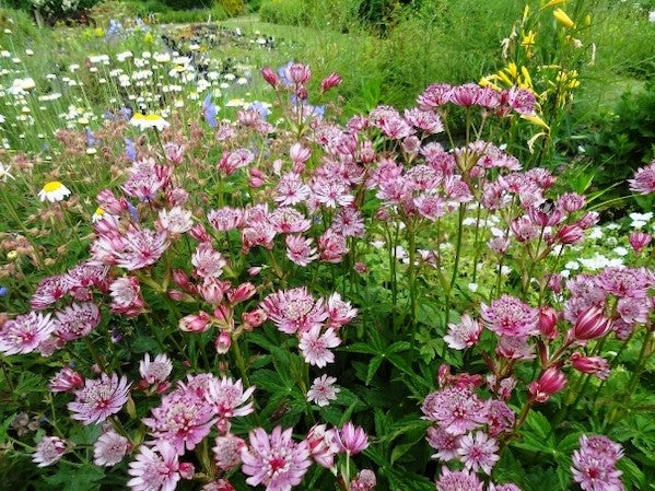 Pink Astrantia Flower seeds for Planting - Premium Quality, Heirloom & GMO Free Seeds for Home Garden