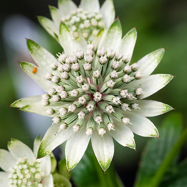 White Astrantia Flower seeds for Planting - Sun Loving, Heirloom & GMO Free Seeds for Home Garden