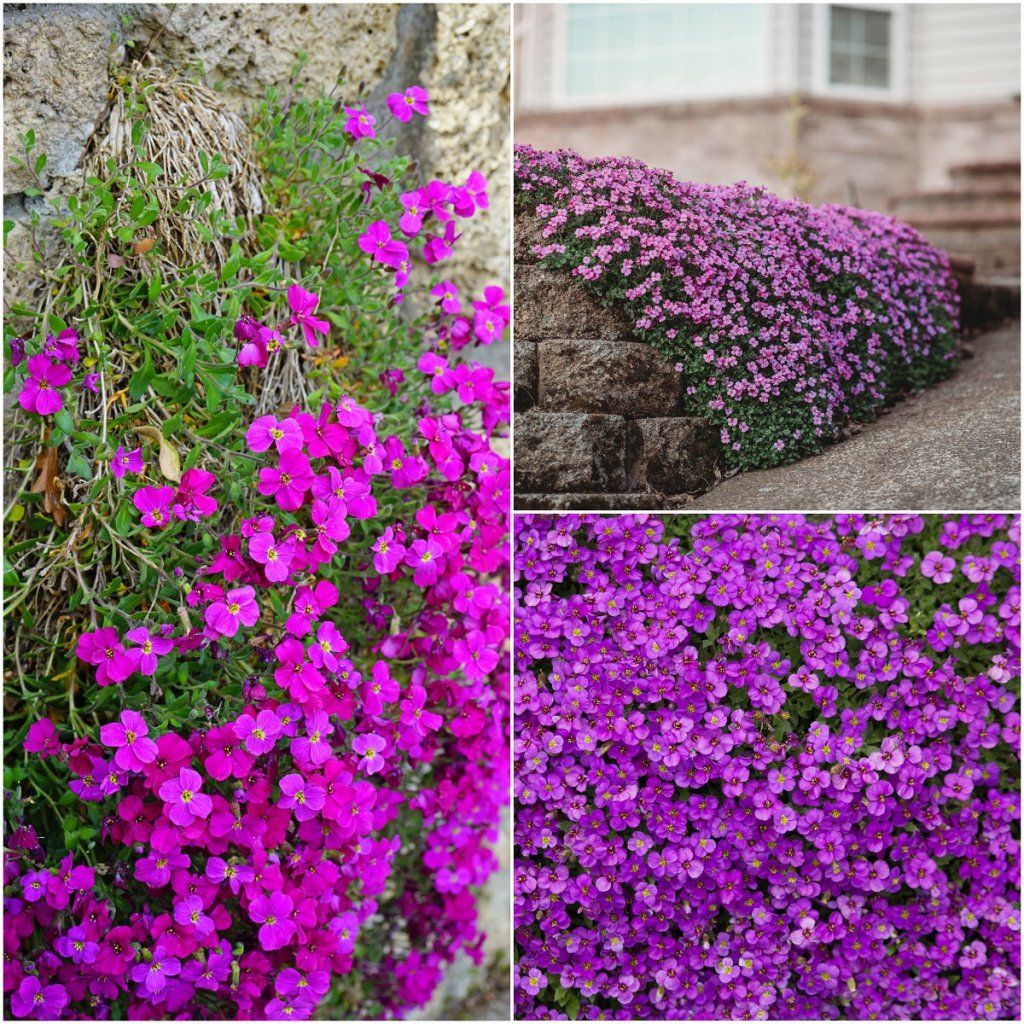 Mixed Aubrieta Flower Seeds for Planting Sun Loving Heirloom & GMO Free Seeds for Home Garden
Sale