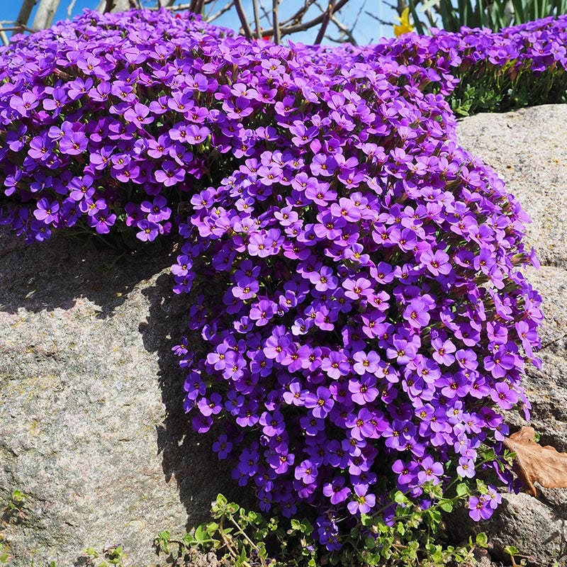 Aubretia Deltoides Flower seeds for Planting - Garden Favorite, Heirloom & GMO Free Seeds for Home Garden