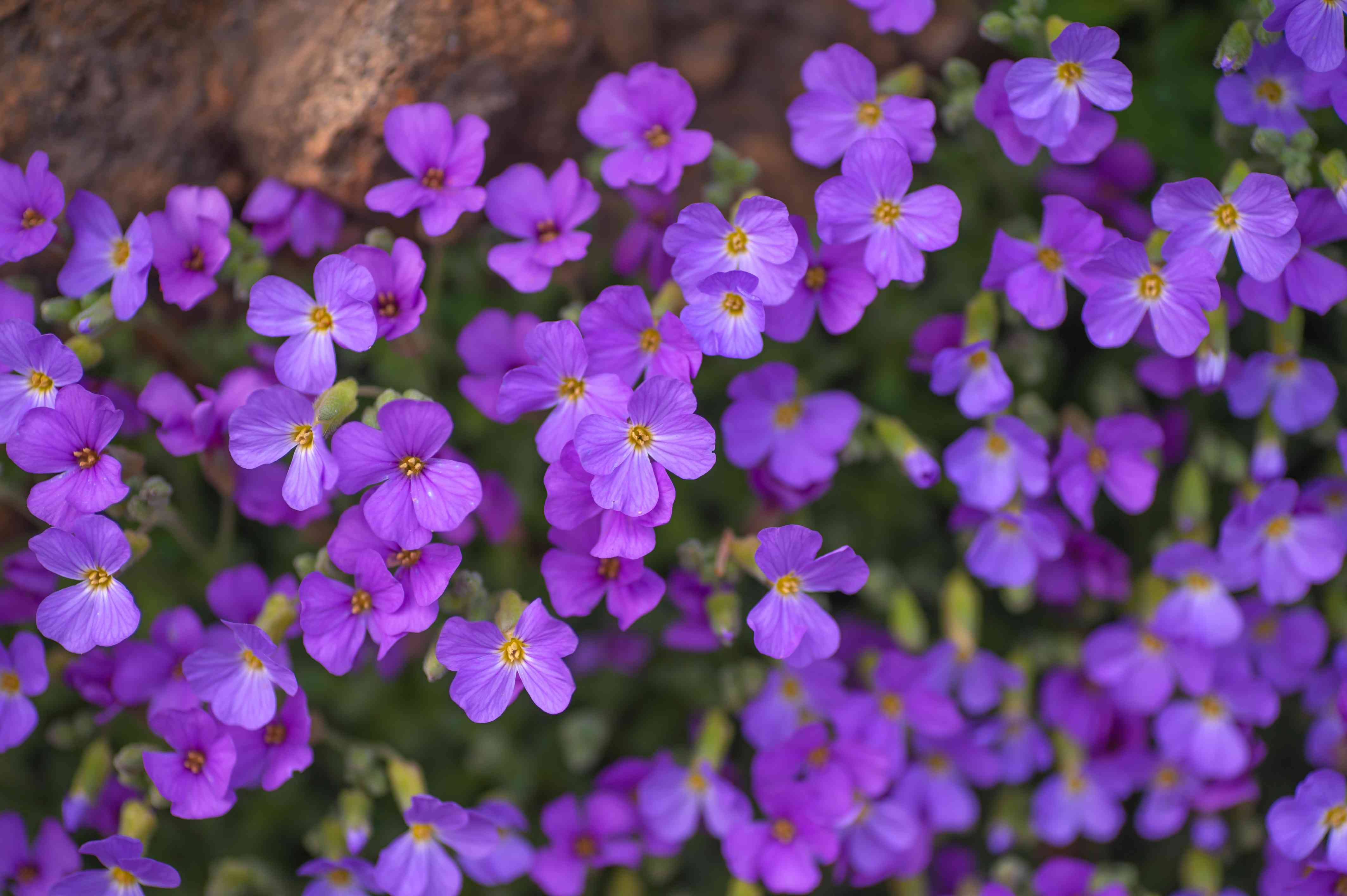 Aubrieta Flower seeds for Planting Vibrant Colors Heirloom & GMO Free Seeds for Home Garden