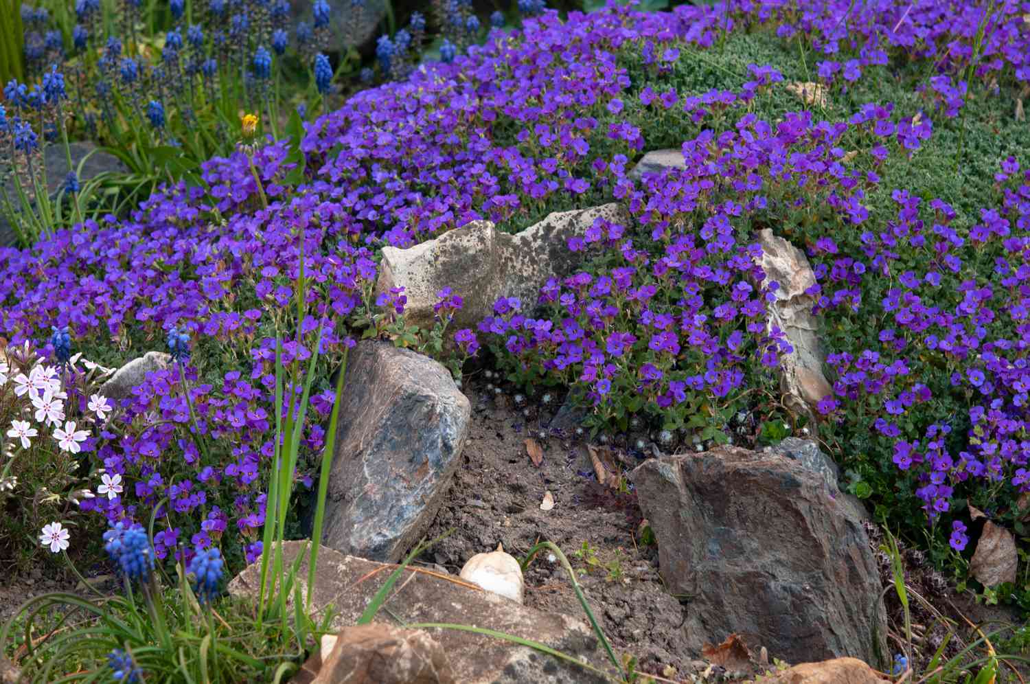 Aubrieta Cascade Flower seeds for Planting - Seasonal Bloomer, Heirloom & GMO Free Seeds for Home Garden
