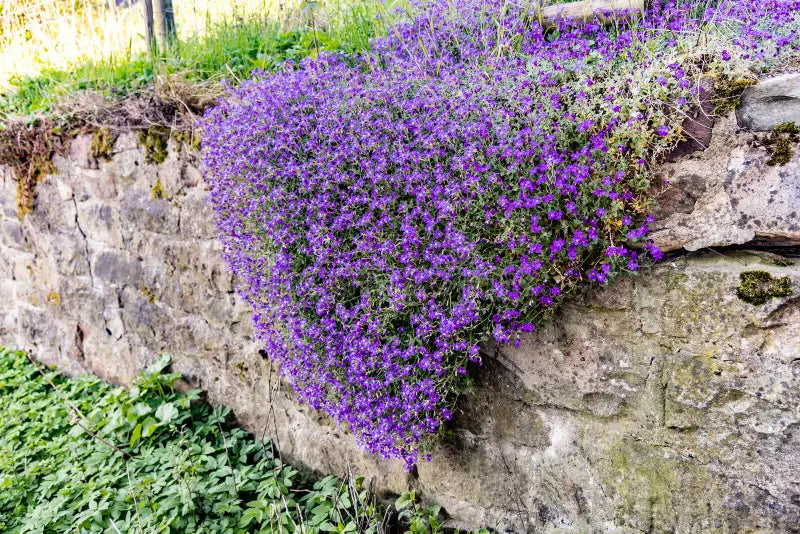 Lavender Aubrieta Cultorum Flower Seeds for Planting Fragrant Blossoms Heirloom & GMO Free Seeds for Home Garden
Sale