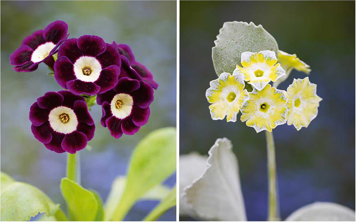 Mixed Auricula Flower seeds for Planting - Long Bloom Season, Heirloom & GMO Free Seeds for Home Garden