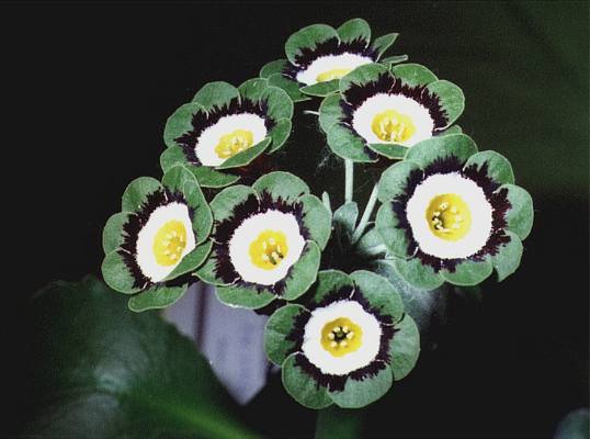 Green White Primrose Flower seeds for Planting - Perfect for Borders, Heirloom & GMO Free Seeds for Home Garden