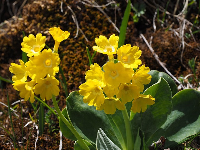 Aurikel flower seeds for planting alpine garden flowers