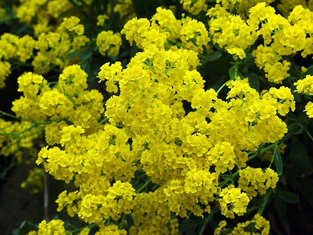 Aurinia Saxatilis Plant with Golden Flowers