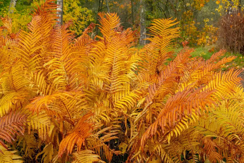 Light Orange Fern for Planting Vibrant Colors Heirloom & GMO Free Seeds for Home Garden
Sale