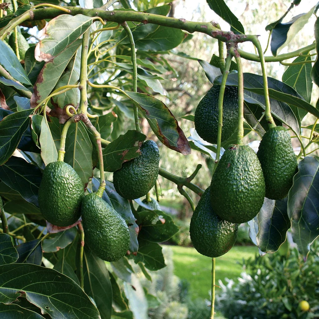 Brown Coldhardy Avocado Seeds for Planting