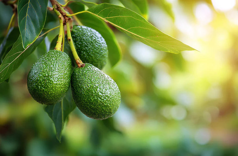 Green Avocado Seeds - Planting Seeds for Fresh Avocado Trees