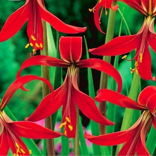 Sprekelia Flower seeds for Planting - Perfect for Borders, Heirloom & GMO Free Seeds for Home Garden