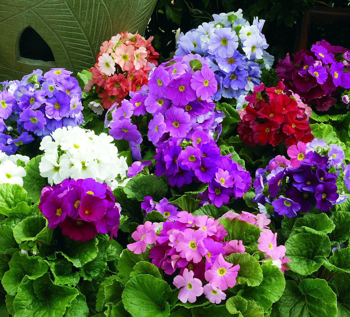 Mixed Primrose OR Primula Obconica Flower Seeds Violet Flower seeds blooming in flower beds, containers, borders, and pollinator-friendly gardens