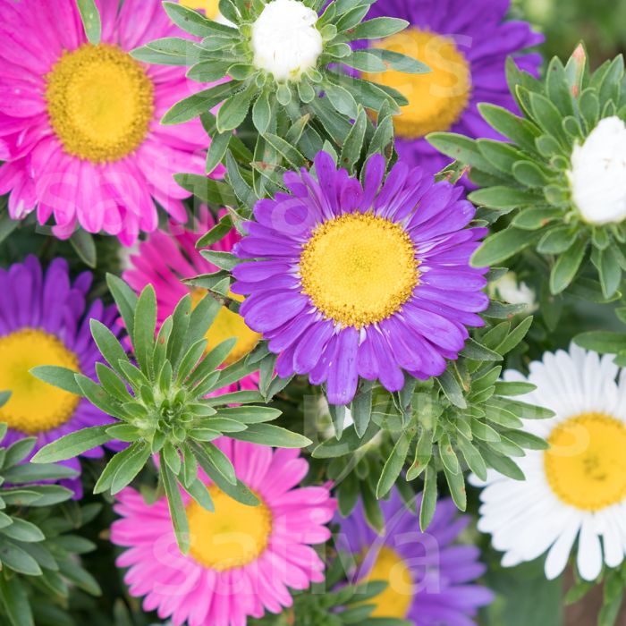 MultiColour China Aster Flower Seeds for Planting Cottage Garden Essential Heirloom & GMO Free Seeds for Home Garden
Sale
