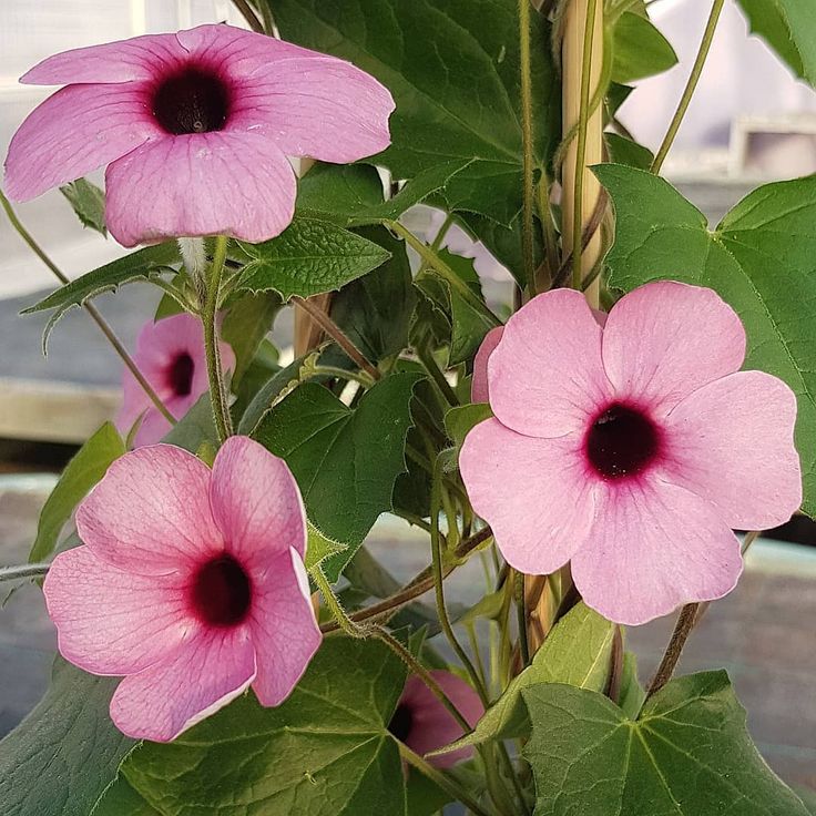 Light Pink Thunbergia Flower Seeds for Planting Seasonal Bloomer Heirloom & GMO Free Seeds for Home Garden
Sale
