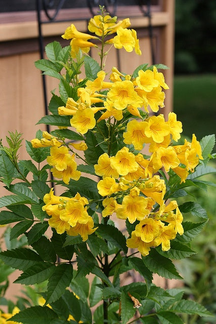 Esperanza Flower seeds for Planting - Vibrant Colors, Heirloom & GMO Free Seeds for Home Garden