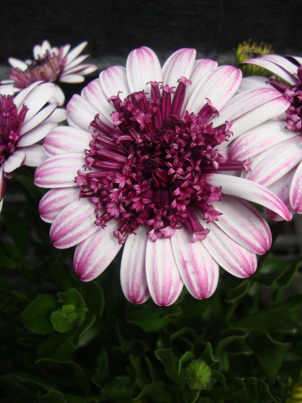 White Purple Omeris Flower seeds for Planting - Sun Loving, Heirloom & GMO Free Seeds for Home Garden