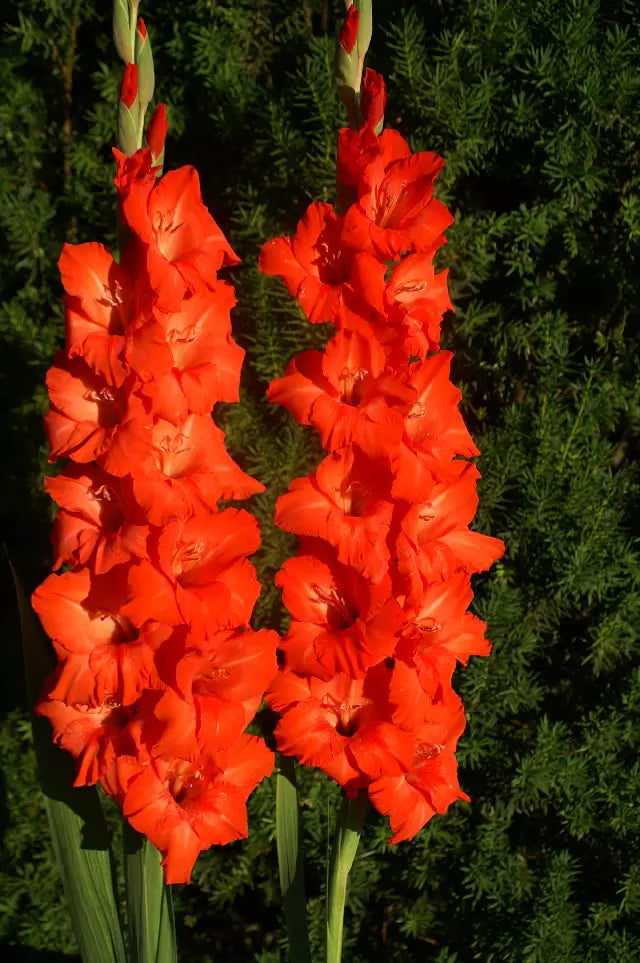 Gladiolus Flower seeds for Planting - Easy to Grow, Heirloom & GMO Free Seeds for Home Garden