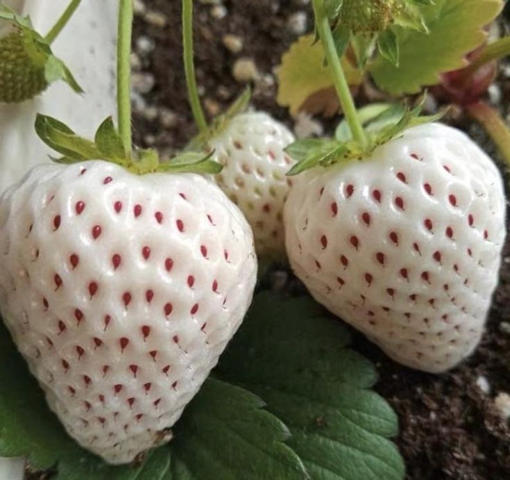 White Strawberry Planting for Edible Landscapes Seed for Fresh Garden Treats