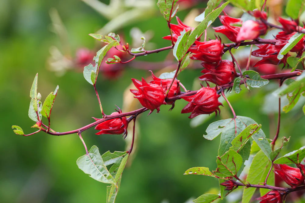 Australian Rosella Hibiscus Flower seeds for Planting - Colorful Display, Heirloom & GMO Free Seeds for Home Garden