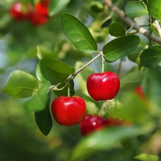 Barbados Cherry Seeds for Planting Guide
