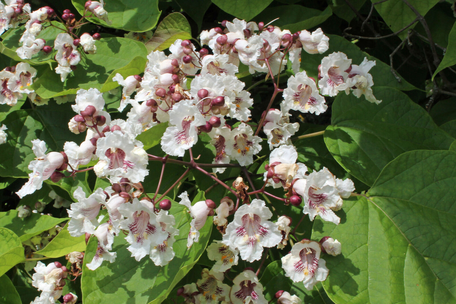 Catalpa Flower seeds for Planting - Drought Tolerant, Heirloom & GMO Free Seeds for Home Garden