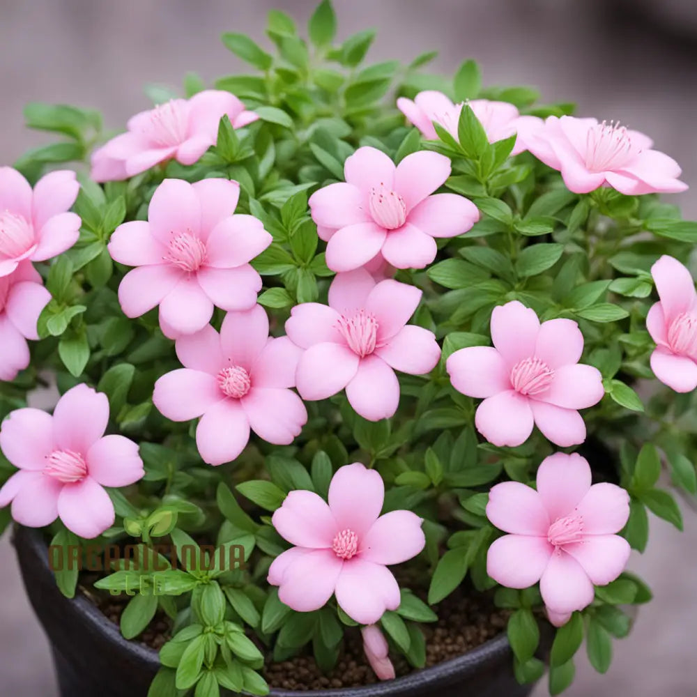 Baby Pink Yulan Flower seeds for Planting - Shade Tolerant, Heirloom & GMO Free Seeds for Home Garden
Sale seeds for planting in home garden