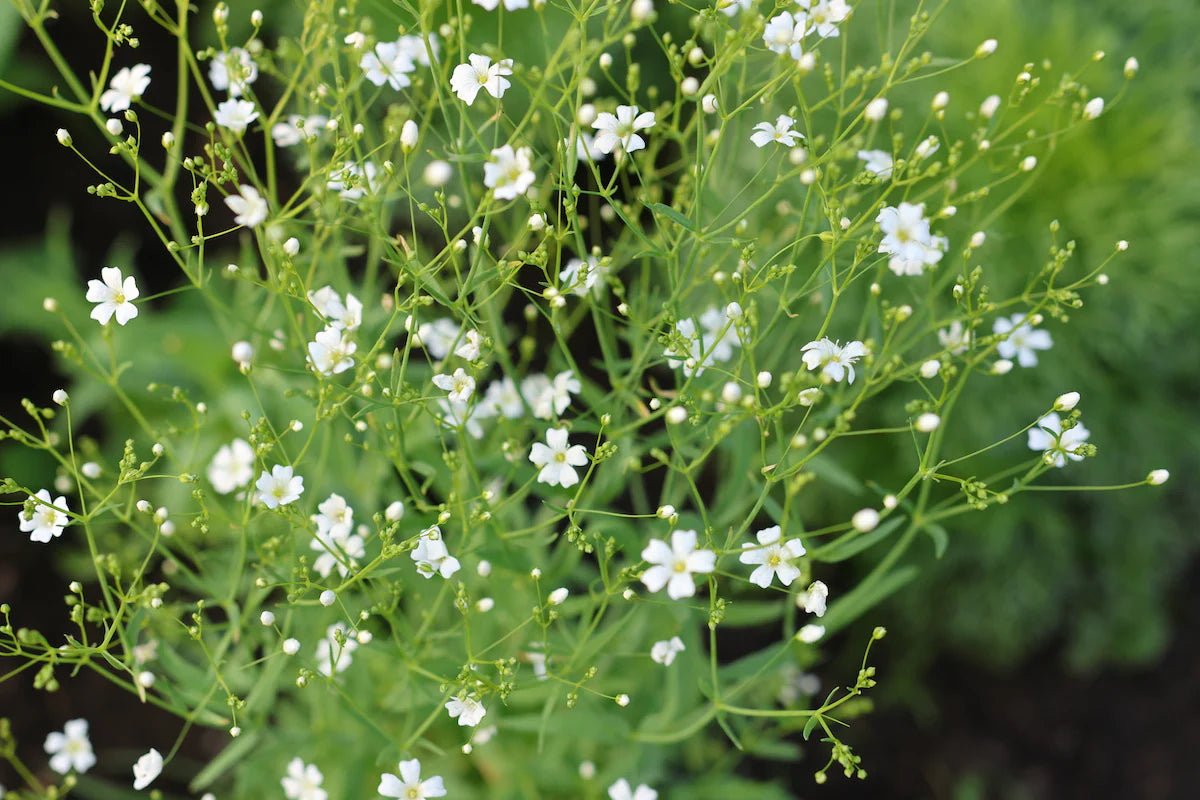 White Gypsophila Seeds for Planting Seed for Creating Elegant White Florals in Your Garden - Evergrowseeds