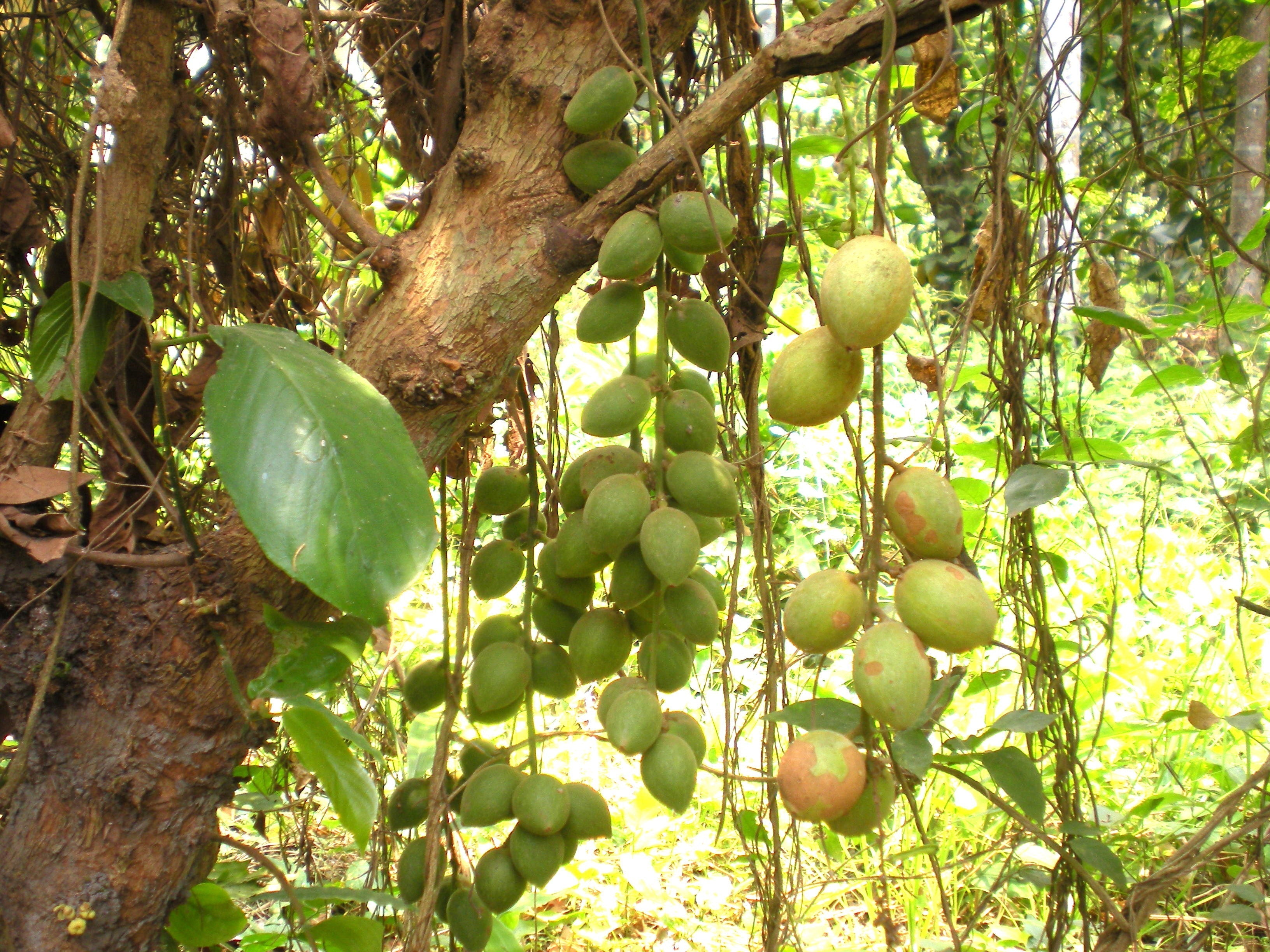 Step-by-Step Planting Instructions for Baccaurea Ramiflora Seeds in Your Garden