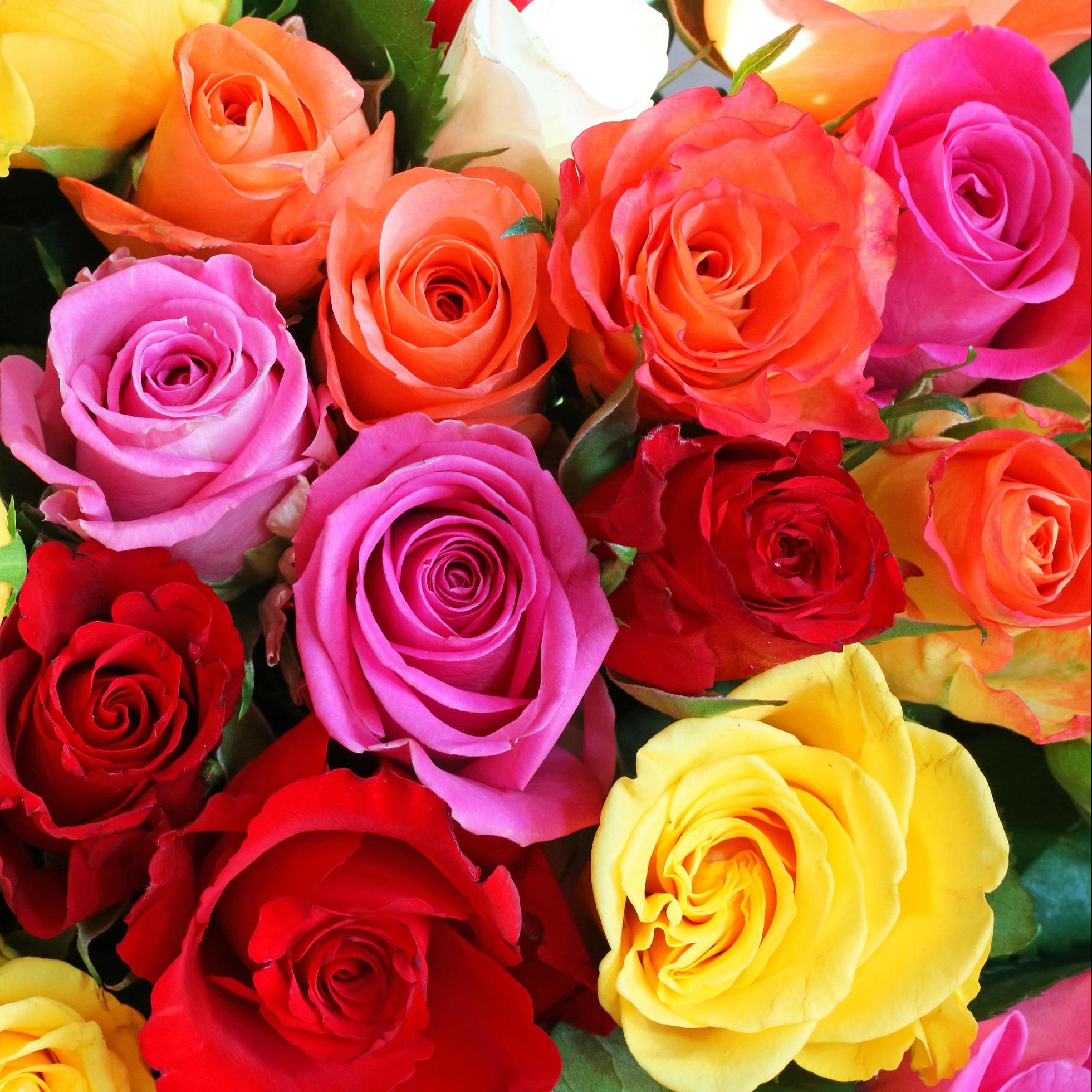 MultiColor Rose Flower Seeds for Planting Easy to Grow Heirloom & GMO Free Seeds for Home Garden
Sale