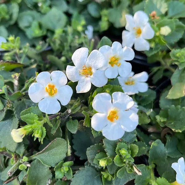 Bacopa Flower seeds for Planting - Fragrant Blossoms, Heirloom & GMO Free Seeds for Home Garden