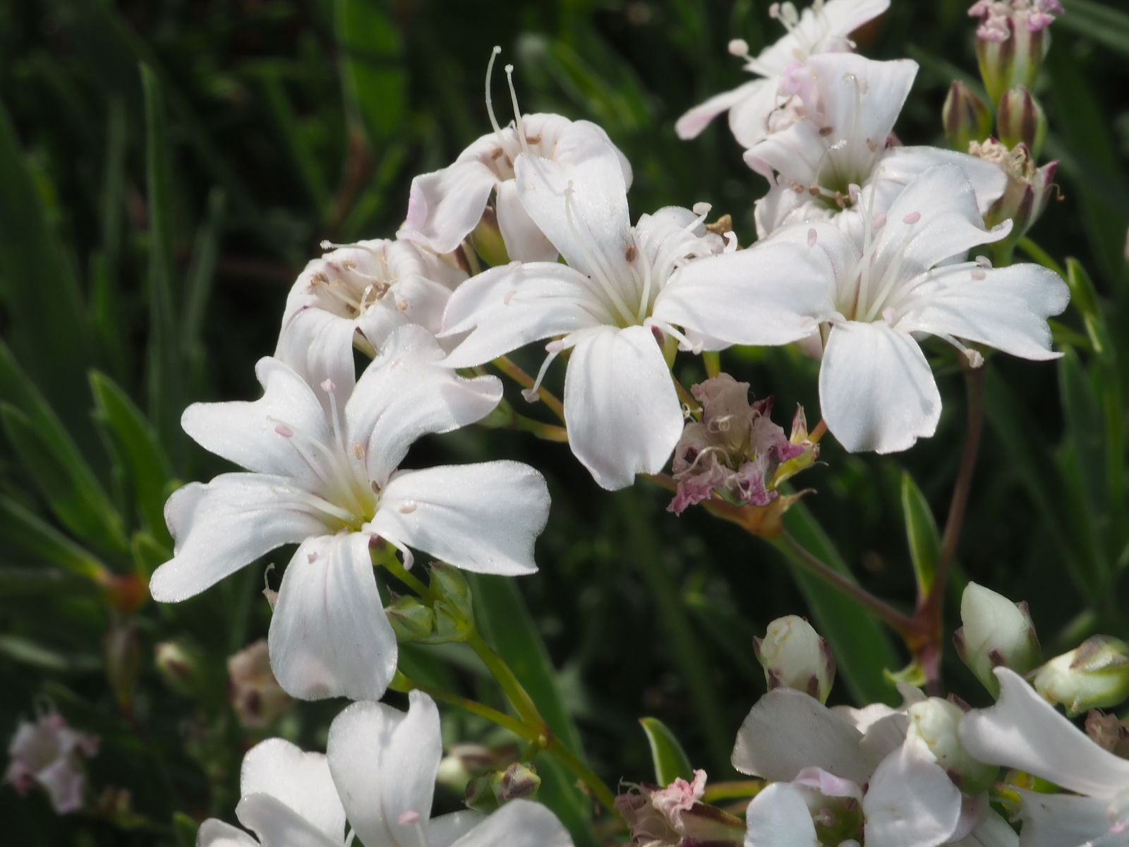 White Gypsophila Repens Plant Seeds for Vibrant Garden Displays