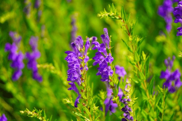 Blue Scutellaria Baicalensis Flower seeds for Planting - Low Maintenance, Heirloom & GMO Free Seeds for Home Garden