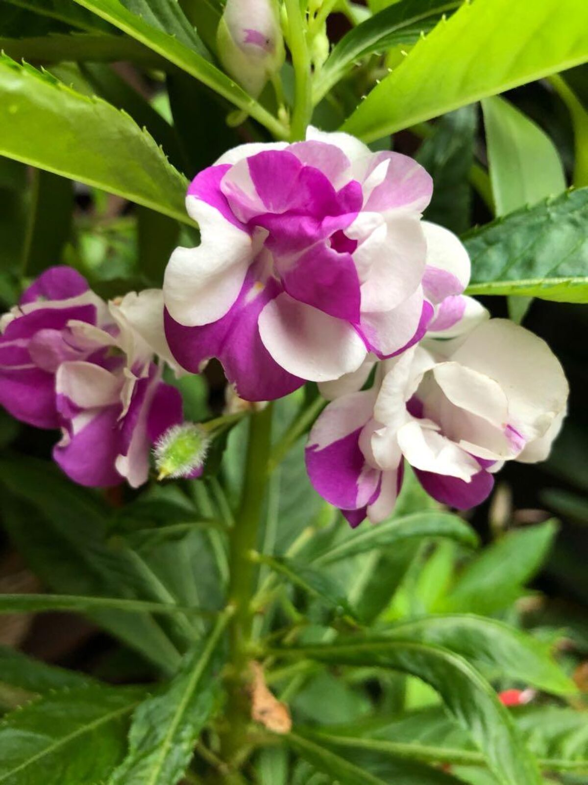 Violet Balsamine Flower seeds for Planting - Hardy Variety, Heirloom & GMO Free Seeds for Home Garden