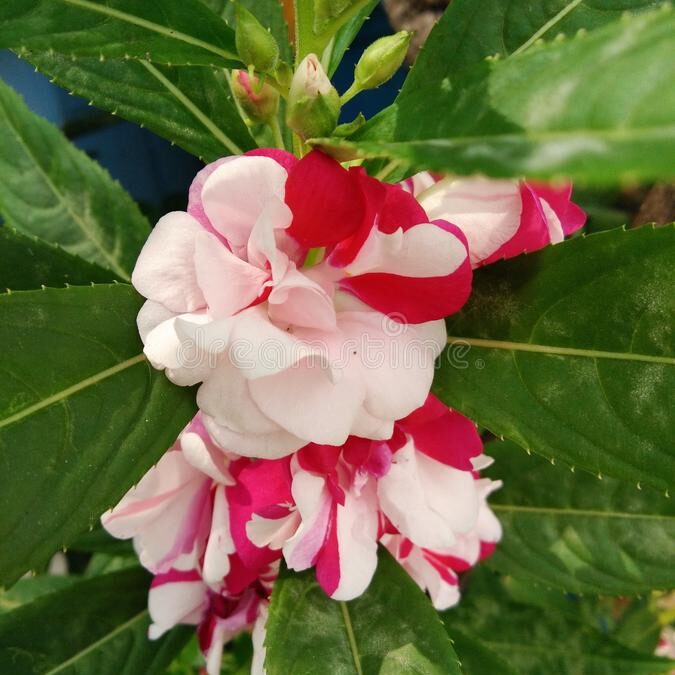Mixed Balsamine Flower seeds for Planting - Cottage Garden Essential, Heirloom & GMO Free Seeds for Home Garden