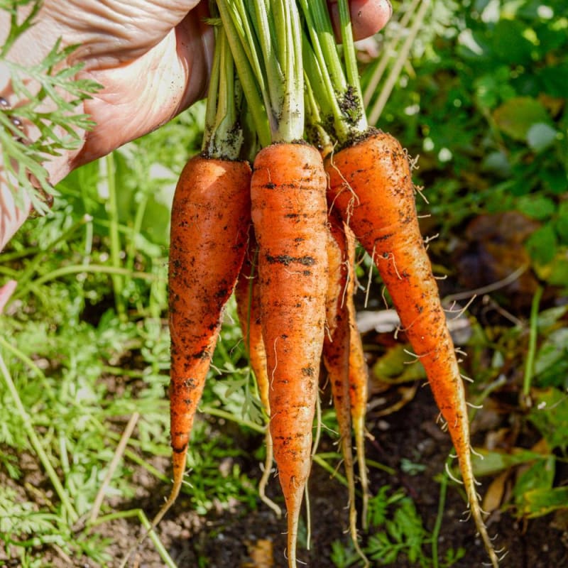 Bambina Carrot Seeds for Small, Sweet Baby Carrots