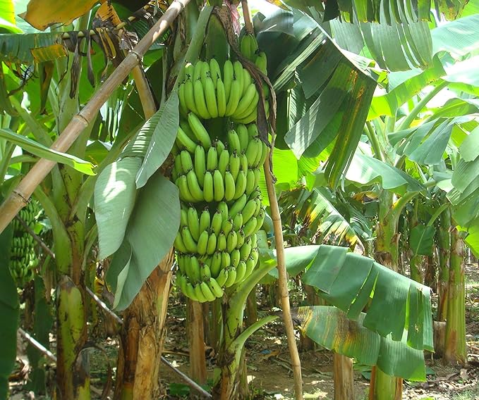 Banana seedling growing in pot indoors