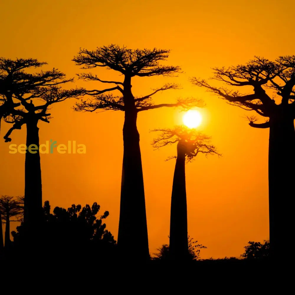 Baobab Black Tree Seeds For Planting Plant Seeds