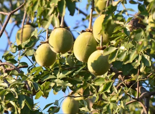 Baobab Tree Seeds: Planting Guide for Successful Growth