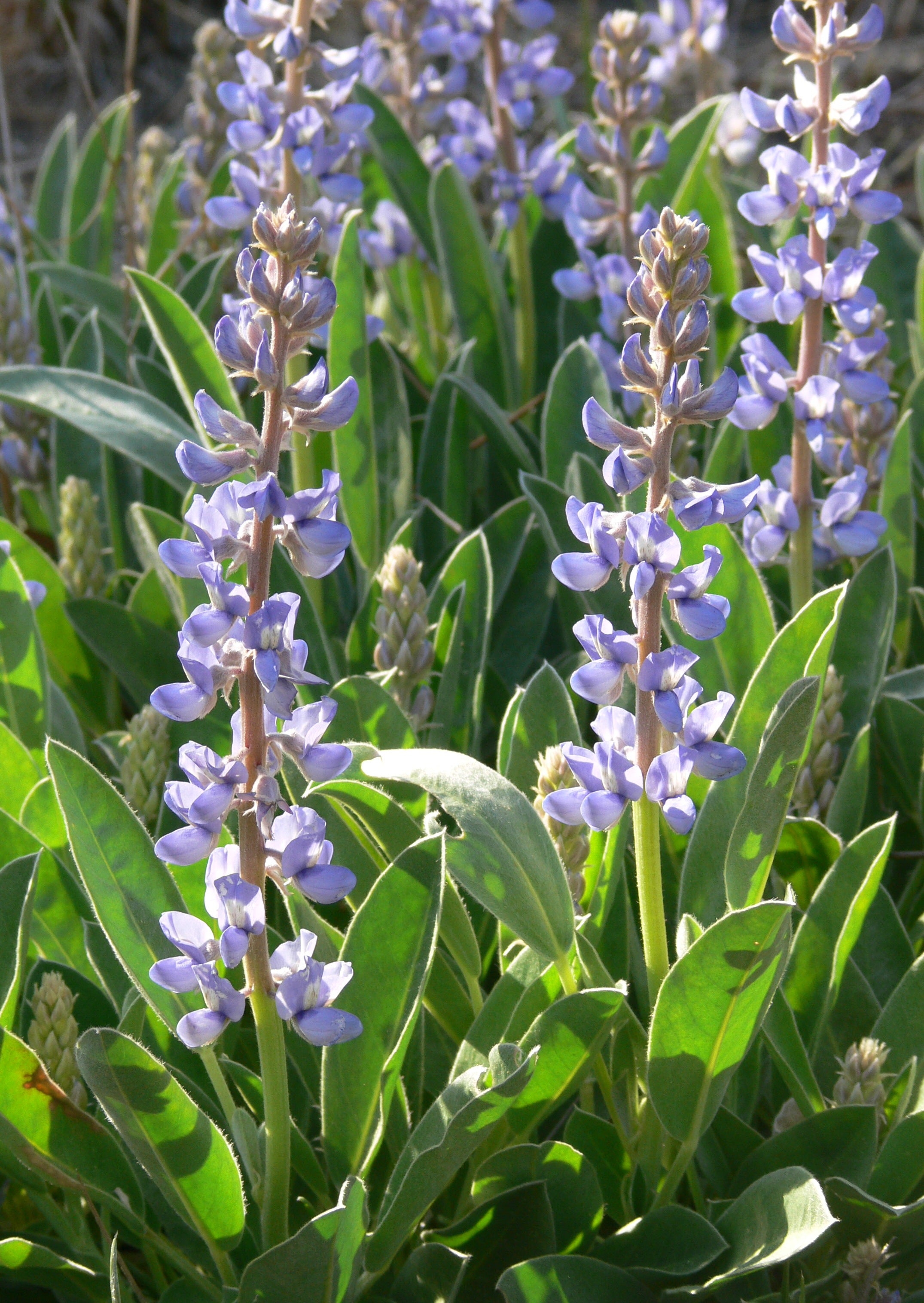 Sky Blue Lupine Flower seeds for Planting - Seasonal Bloomer, Heirloom & GMO Free Seeds for Home Garden